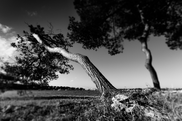 Bishop Trees